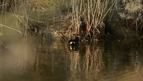 Polla-De-Agua-Deambulando-Por-Los-Arbustos-Salvajes-En-El-Lago-Temprano-En-La-Mañana