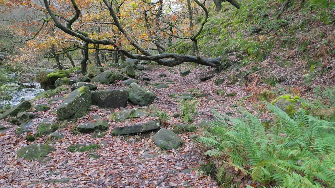 천천히 흐르는 하천, 황금색 오크 나무, 잎이 떨어지는 조용한 겨울 숲, 평화롭고 편안한 풍경을 제공합니다