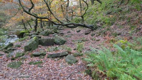 un bosque de invierno tranquilo con un arroyo lento, robles dorados y hojas caídas, que ofrece una escena pacífica y relajante