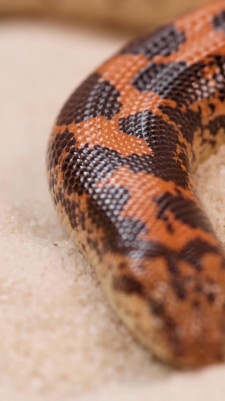 Un boa delle sabbie keniota si muove con grazia nella sabbia, mostrando le sue squame distintive a fantasia in un ambiente naturale.