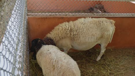 Unas-Ovejas-Comiendo-En-El-Corral