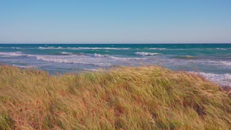 dry grass on the coast in spring