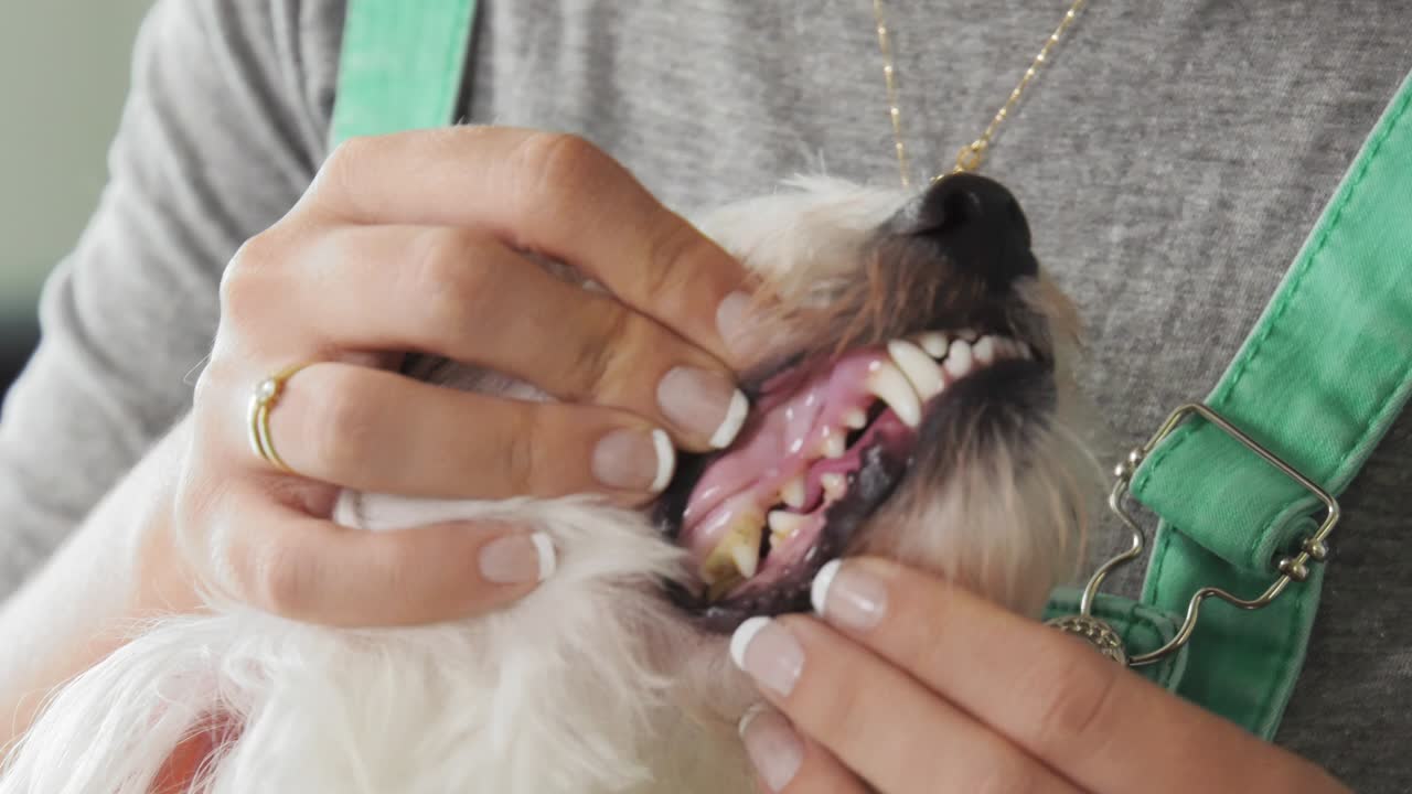 niña examinando los dientes higiene dental de perro de mascota