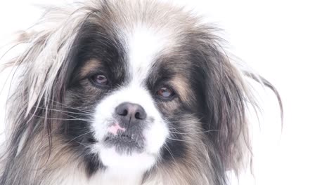 close-up of a japanese chin dog