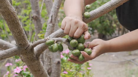 fresh spondias purpurea (jocote), natural produce from honduran farms