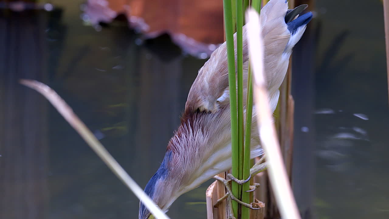 민물 식물 사이에 자리 잡고 작은 물고기를 매복하는 노란색 간수 새 - 클로즈업