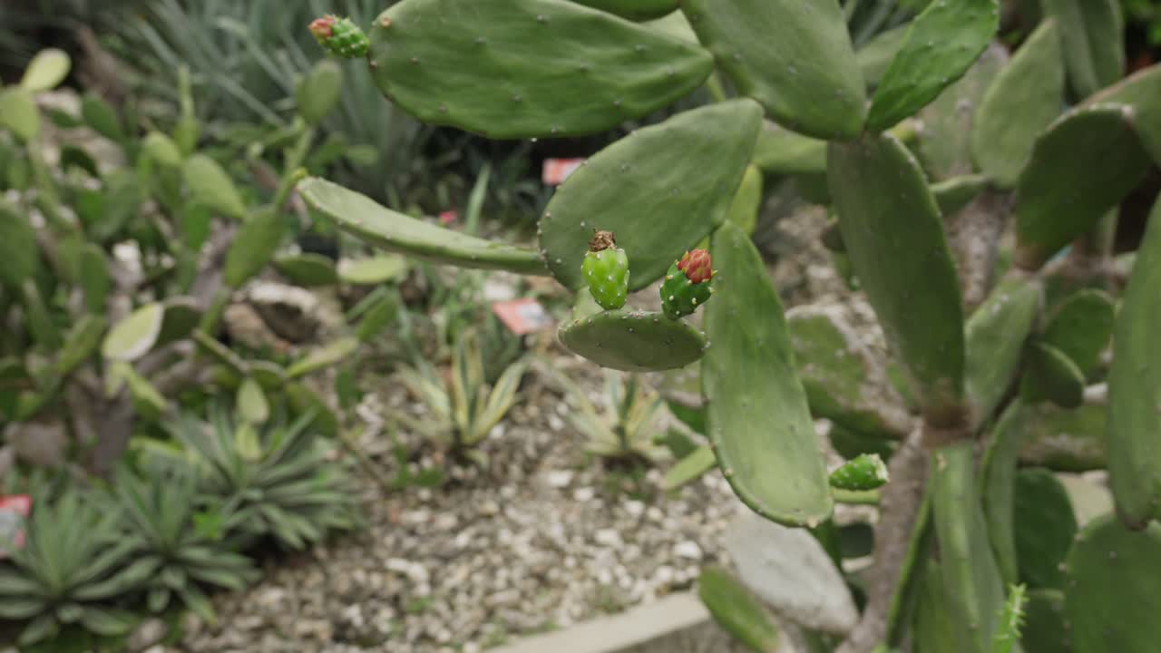 Prickly pear (Opuntia cochenillifera) fruits, adapted arid wildflowers