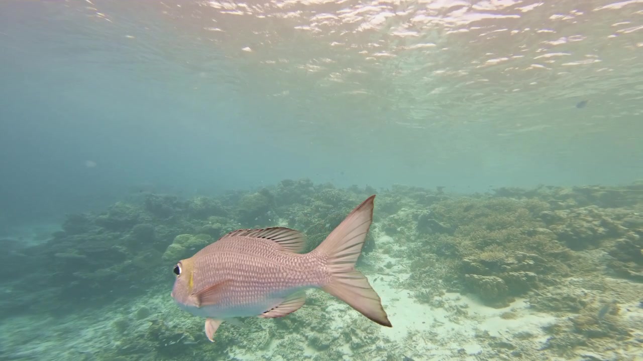 Un curioso pesce tropicale rosa nuota vicino all'obiettivo, si gira di lato e passa sopra coralli e fondale sabbioso sotto la superficie illuminata dal sole alle Maldive.