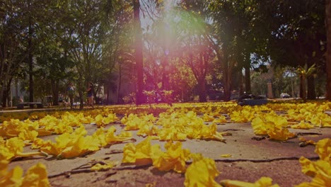 unrecognizable person walking in park during autumn season, fallen yellow leaves