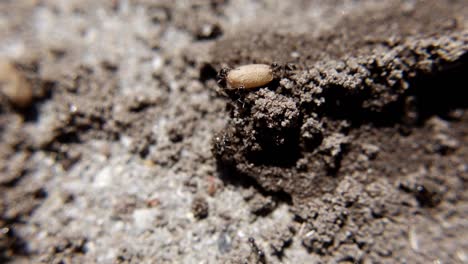 ants trying to move a nest egg up a small obstacle - macro shot