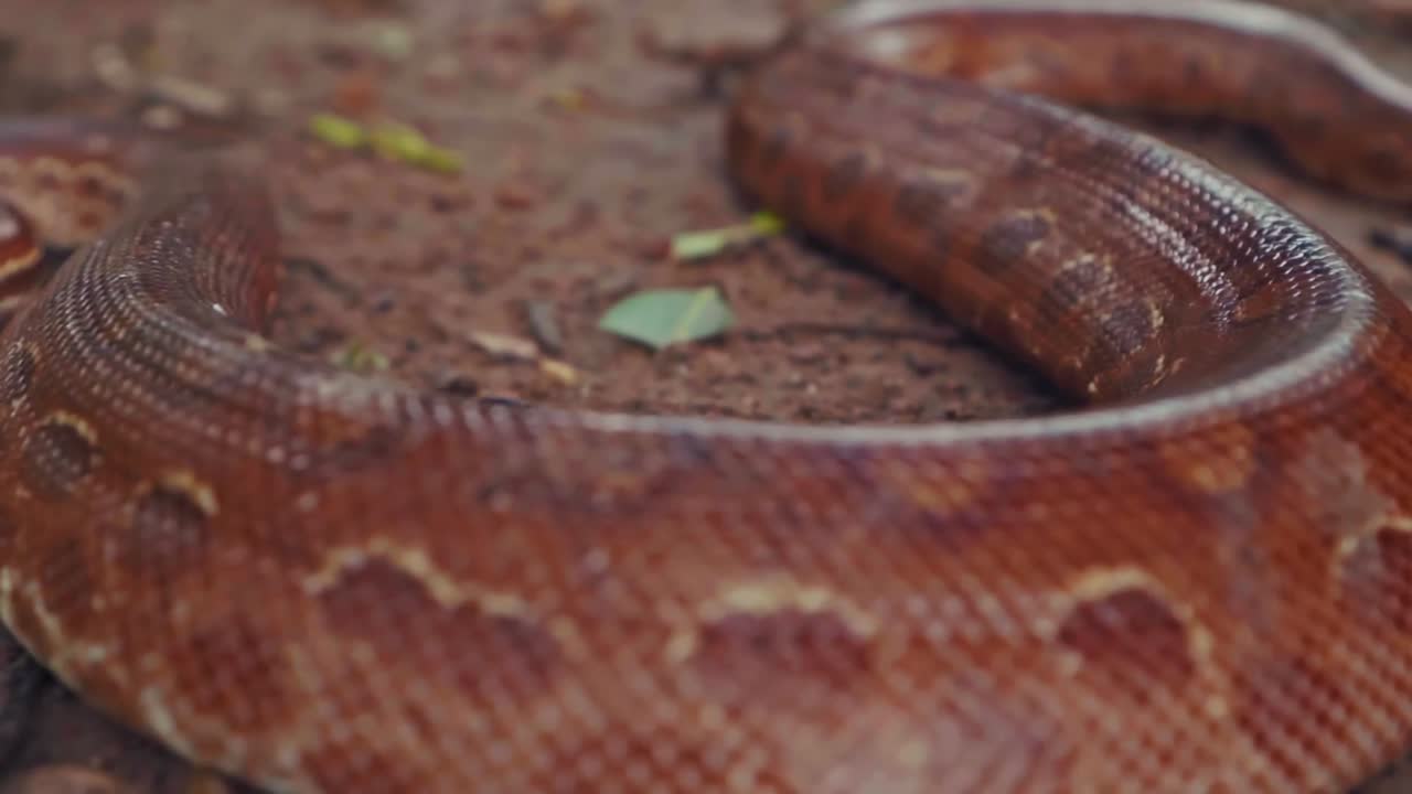 Epicrates cenchria crawling gracefully across the dirt on a sunny day in Chapada dos Veadeiros, Brazil, revealing its stunning brown and orange patterned skin