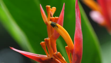 small black ant races up the heliconia lobster claw vibrant red ad orange flower | big island hawaii biodiversity flower outdoor nature