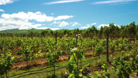 colorful vineyard on a sunny summer day in new zealand