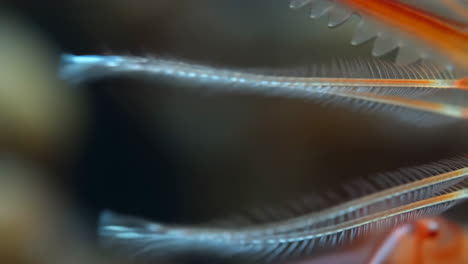 close-up of a crustacean