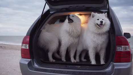 Ein-Süßer-Samojedenhund-Sitzt-Im-Kofferraum-Eines-Autos,-Während-Ein-Anderer-Hineinspringt-Und-Bellt.-Zeitlupenaufnahme