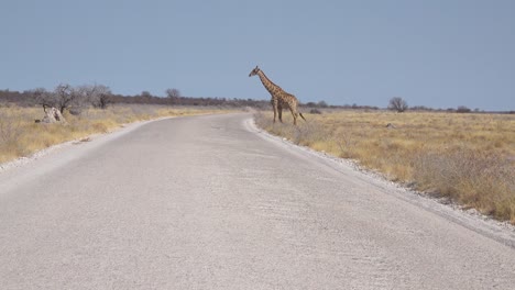 a lonely giraffe crosses the road in etosha national park namibia
