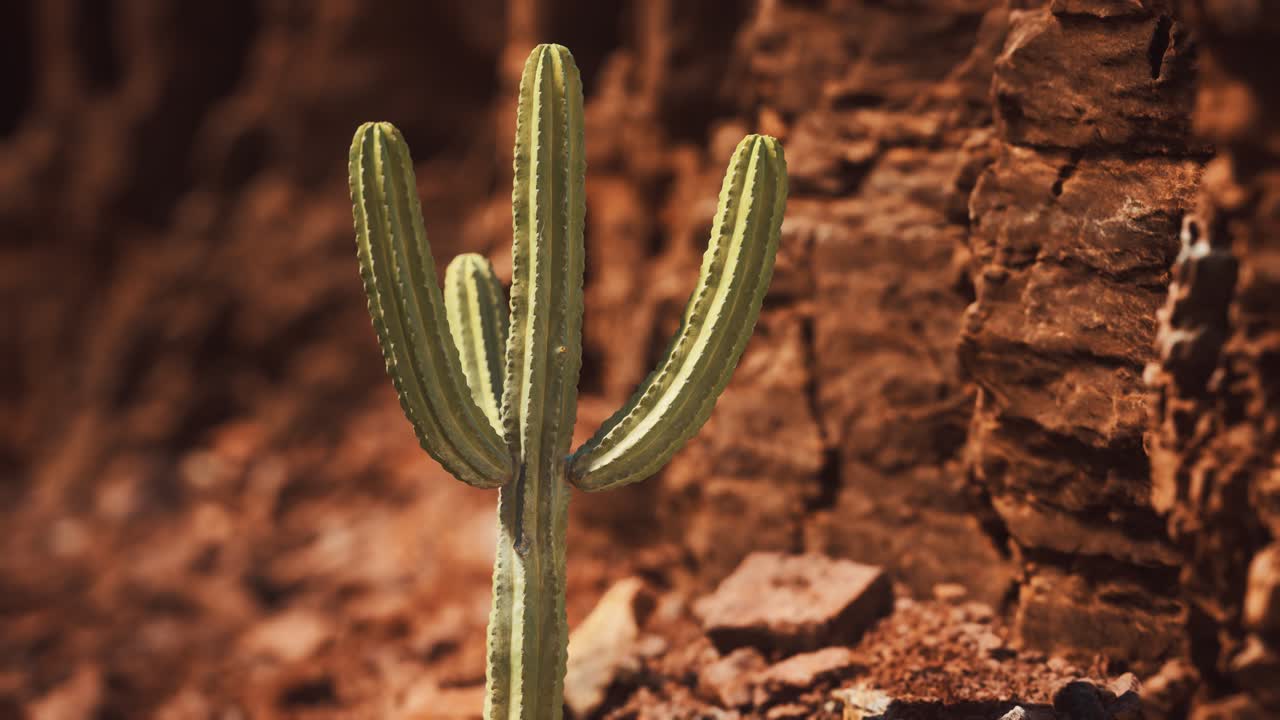 cactus en el desierto de arizona cerca de piedras de roca roja