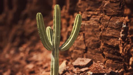 Kaktus-In-Der-Wüste-Von-Arizona-In-Der-Nähe-Von-Roten-Felssteinen