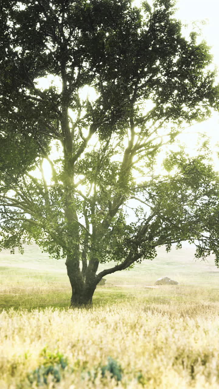 Majestic tree stands alone in a sunlit field on a tranquil morning