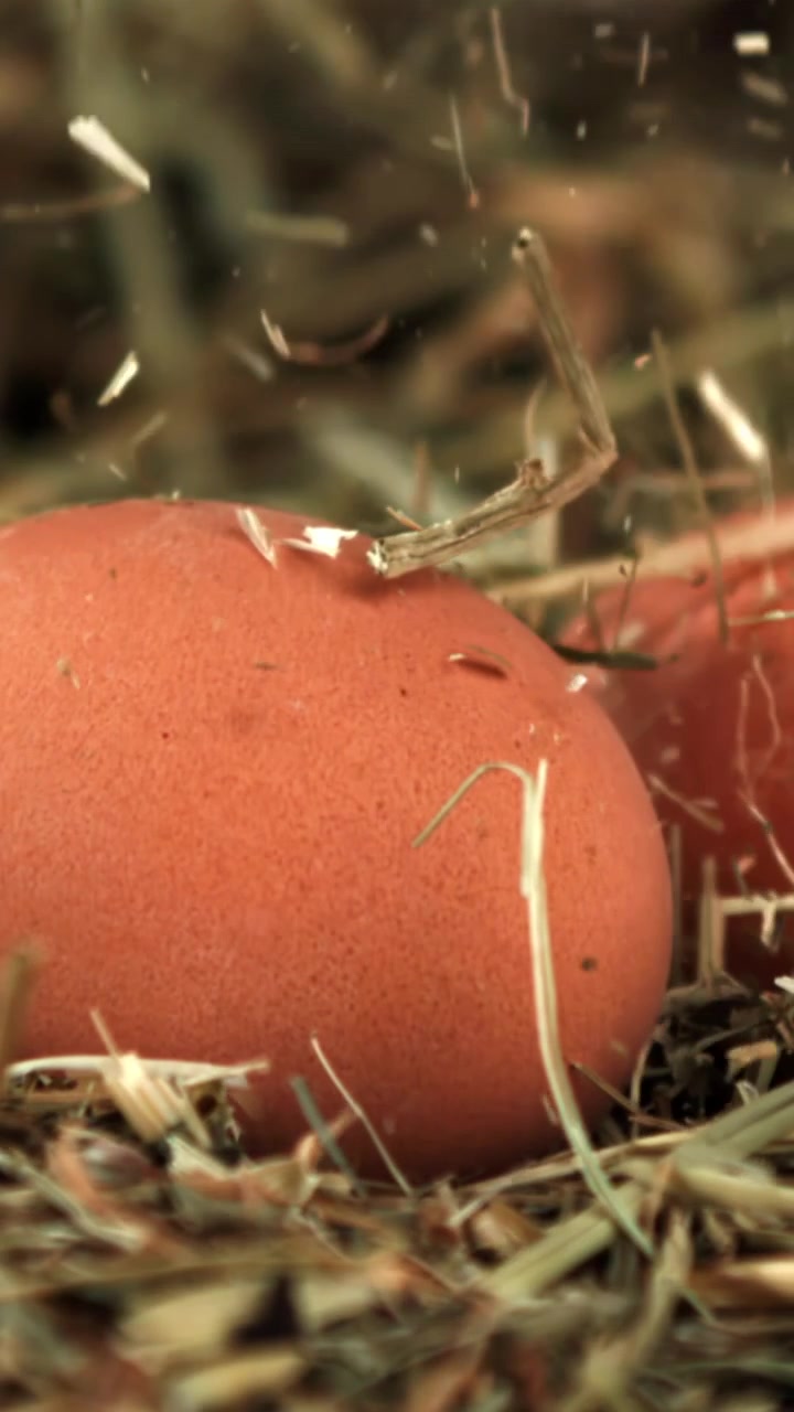 Slow Motion Hay Falling on Fresh Brown Eggs in a Nest