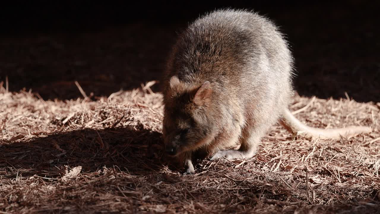 카는 땅에서 먹이를 찾습니다.