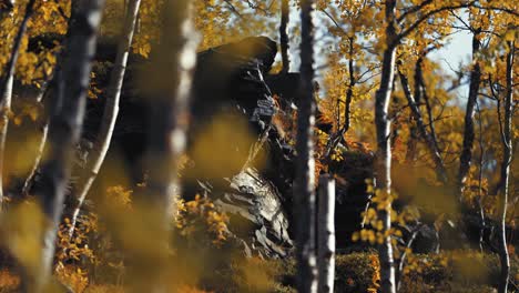 an autumn birch tree grove in the rocky terrain