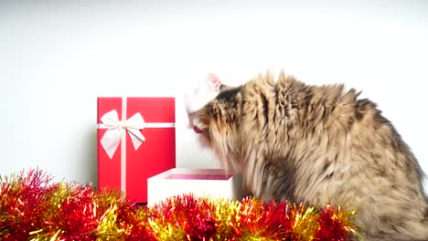 celebrar la navidad con un encantador gato persa y una hermosa caja de regalos: 4k