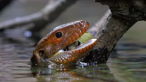 caiman lizard feeding ona snal