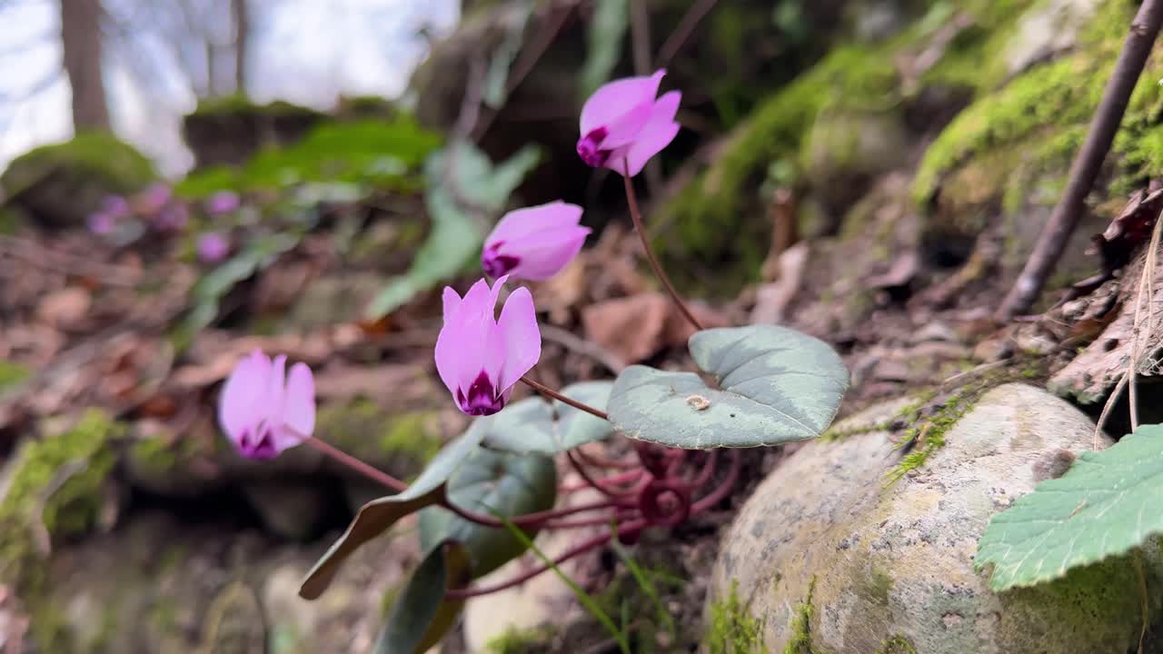 Cyclamen flower rock forest mountain iran nature landscape hyrcanian scenic beautiful bloom blooming blossom blue crocus eco flora floral fresh green plant purple spring sunny wild wood beauty tehran