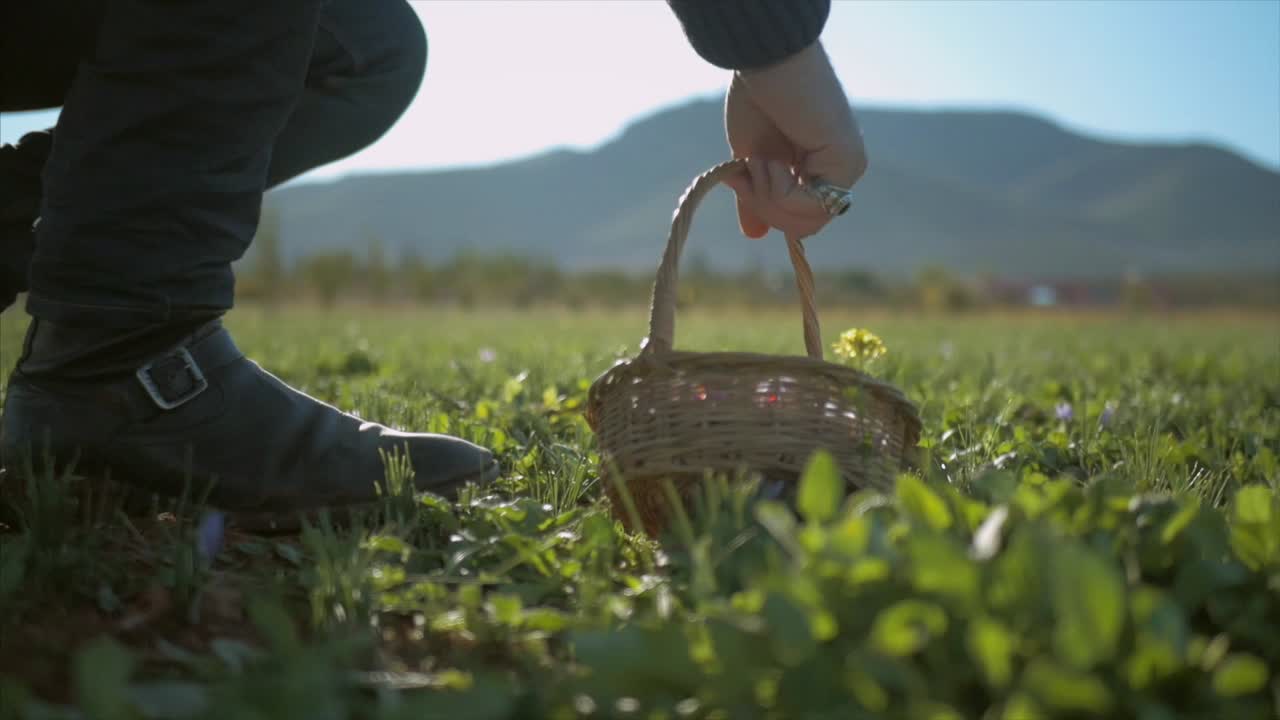 Woman Harvesting Saffron Flowers in a Field