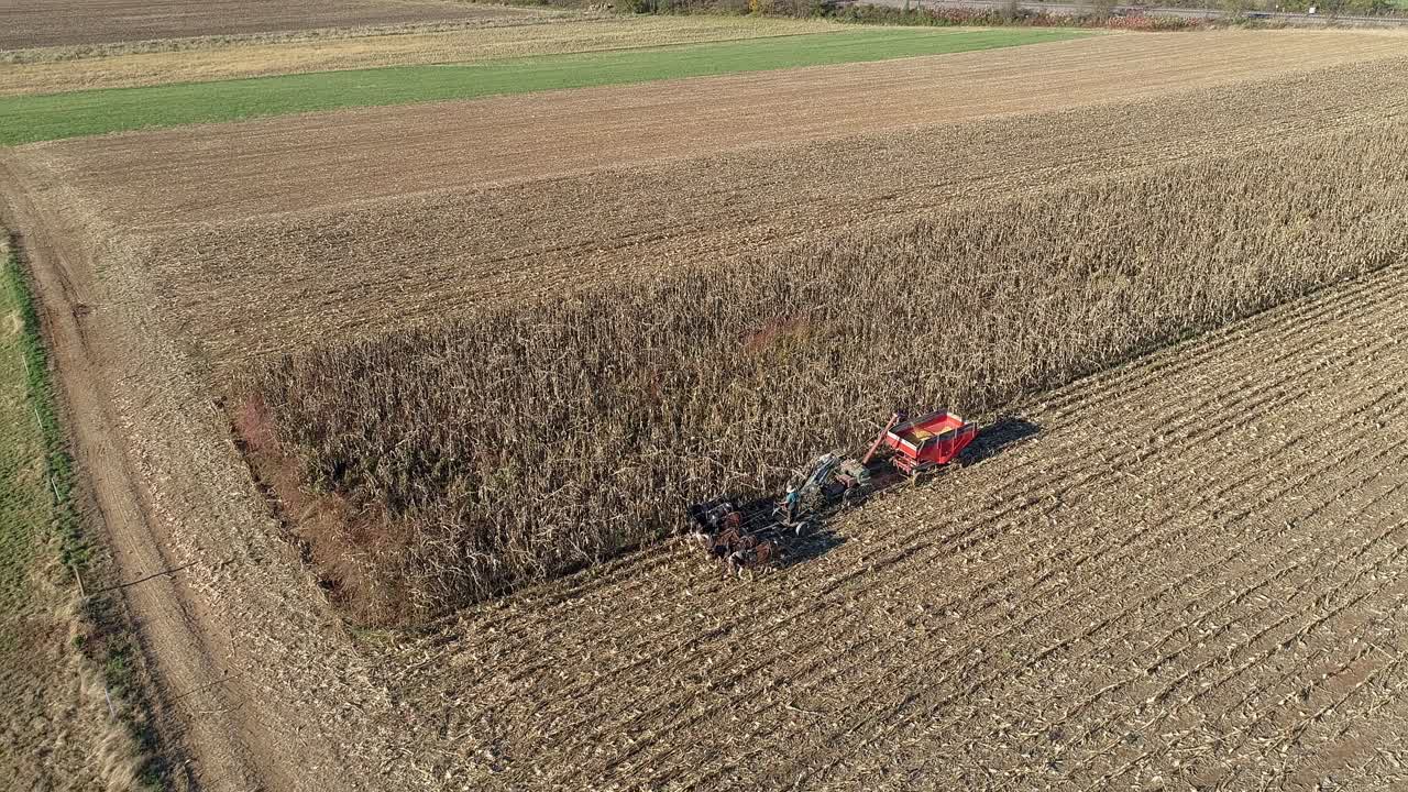 vista aérea de un granjero amish cosechando su cosecha de otoño de maíz con cinco caballos tirando de su cosechadora en un soleado día de otoño