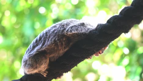 close up shot of a common marmoset, callithrix jacchus hugging on a rope against green foliage blurred bokeh background, animal species native to south america