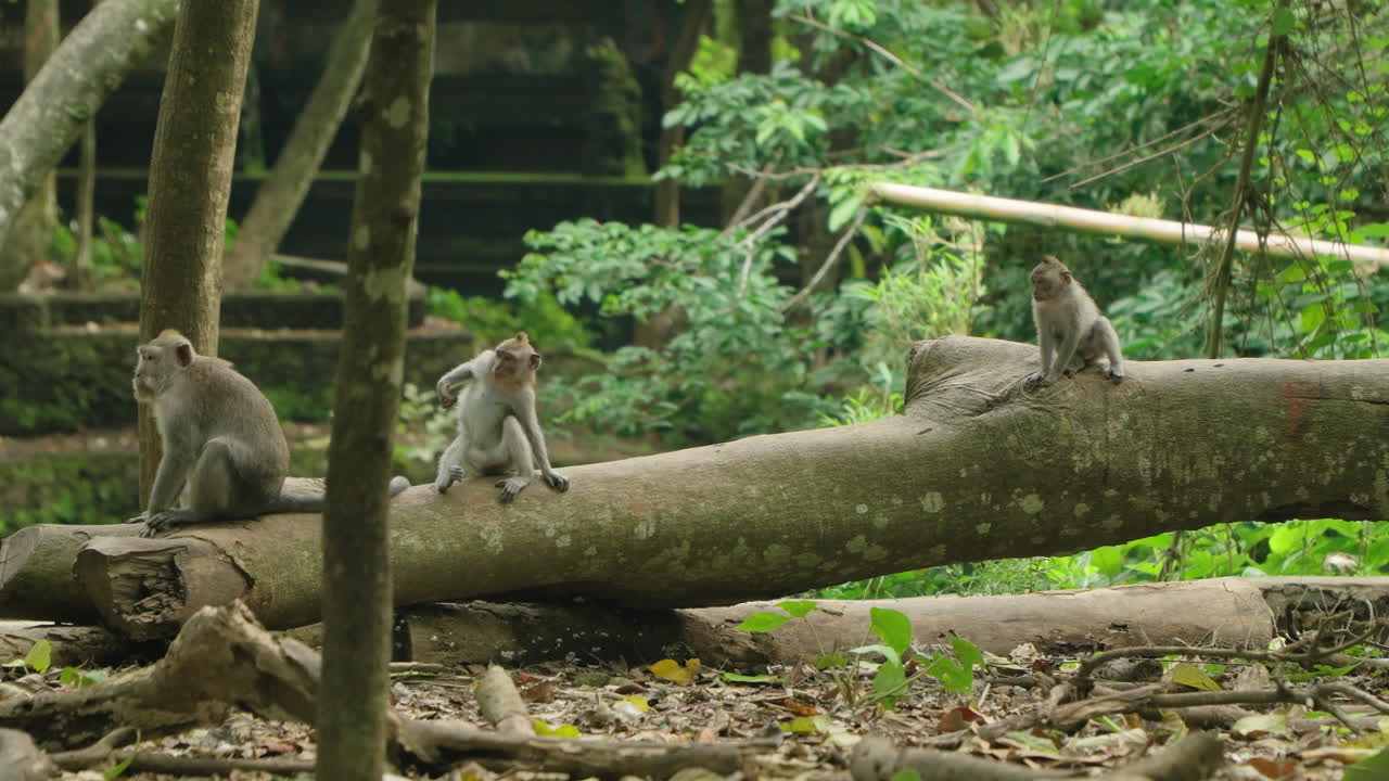 Family of Adult and Child Grey-colored Monkeys or Long-tailed Macaques Resting on a Fallen Tree Trunk in Ubud Monkey Forest, Bali, Indonesia - slow motion