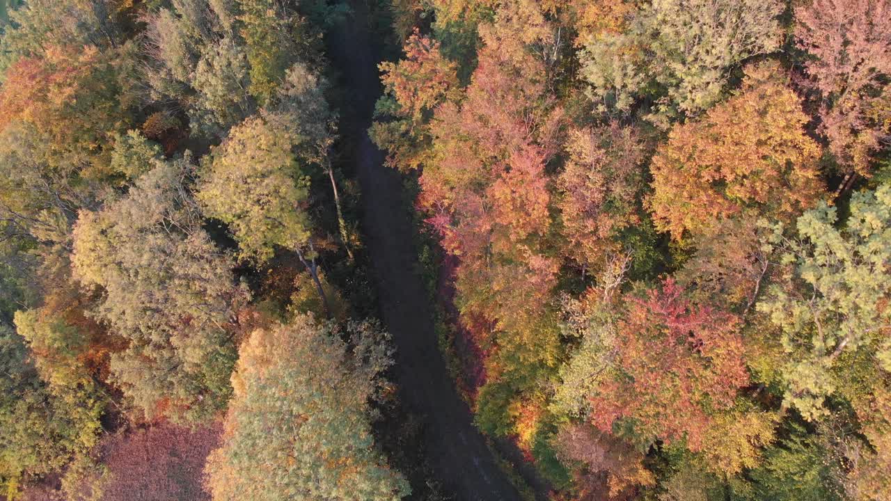 vista aérea de un bosque en hermosos colores de otoño