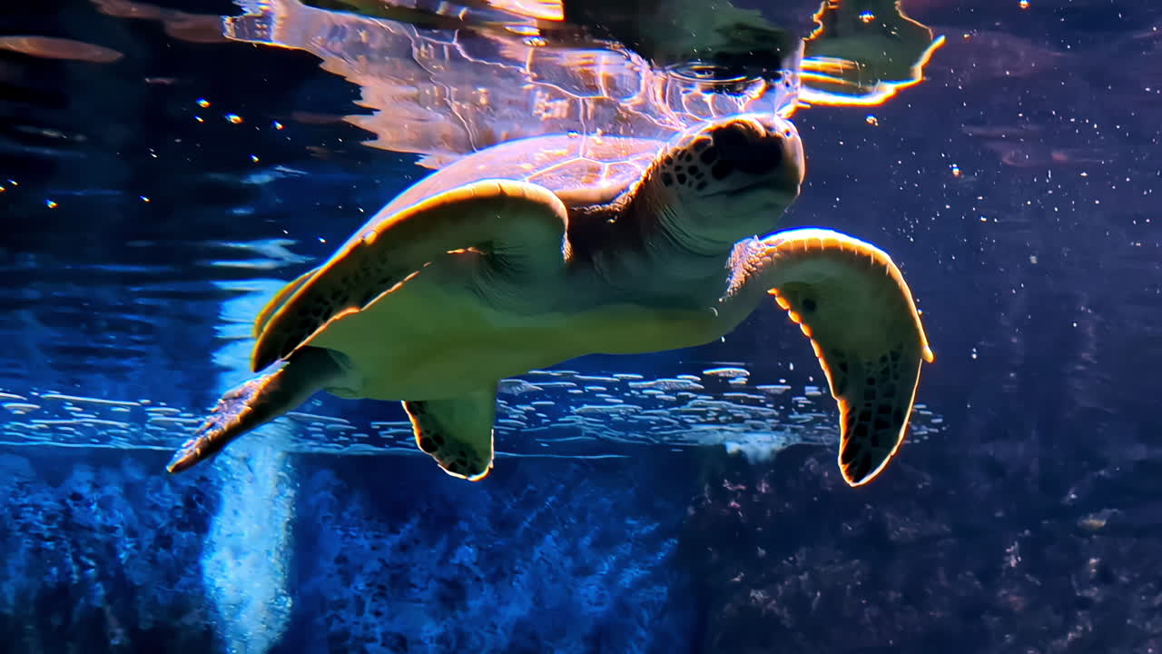 Sea Turtle Loggerhead sea reptile, endangered oceanic marine, wildlife