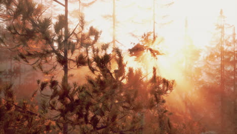 sunrise in a misty pine forest