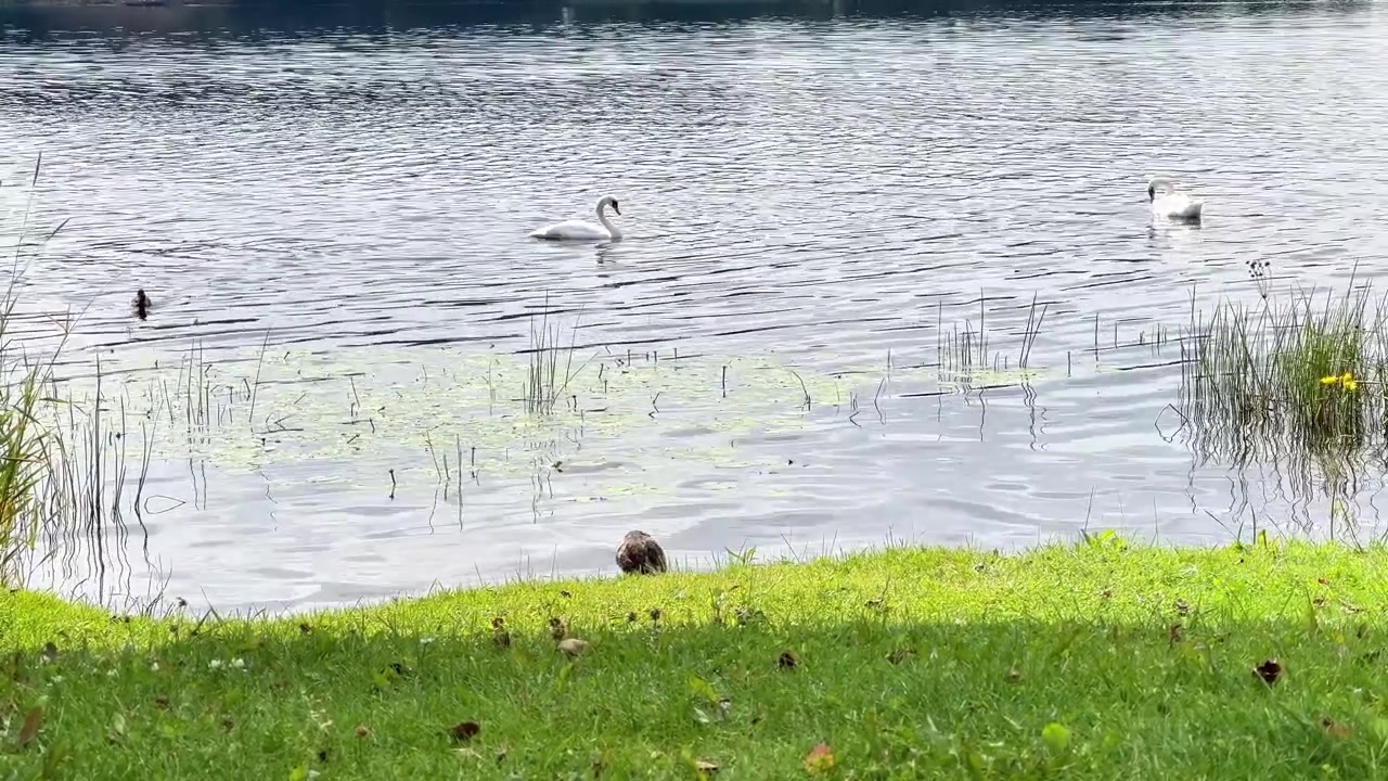 草の生い茂る岸辺のある穏やかな湖で泳ぐ白鳥の広角ショット。自然ドキュメンタリー、エコツーリズムのプロモーション、旅行Vlog、ウェルネス動画に最適