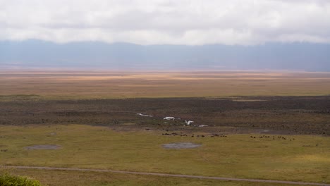 ngorongoro crater preserve mud plains with wildebeest grazing on grasses, tanzania africa, aerial hovering shot