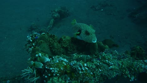 Pez-Baúl-Manchado-En-Arrecifes-De-Coral-Y-Esponjas,-Cámara-Lenta-Bajo-El-Agua