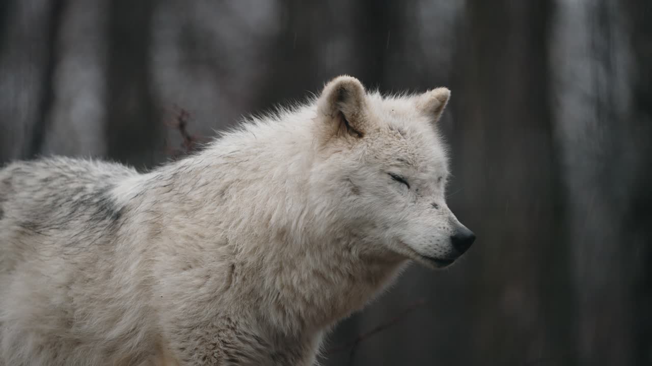 un lobo omega parado en el bosque - de cerca