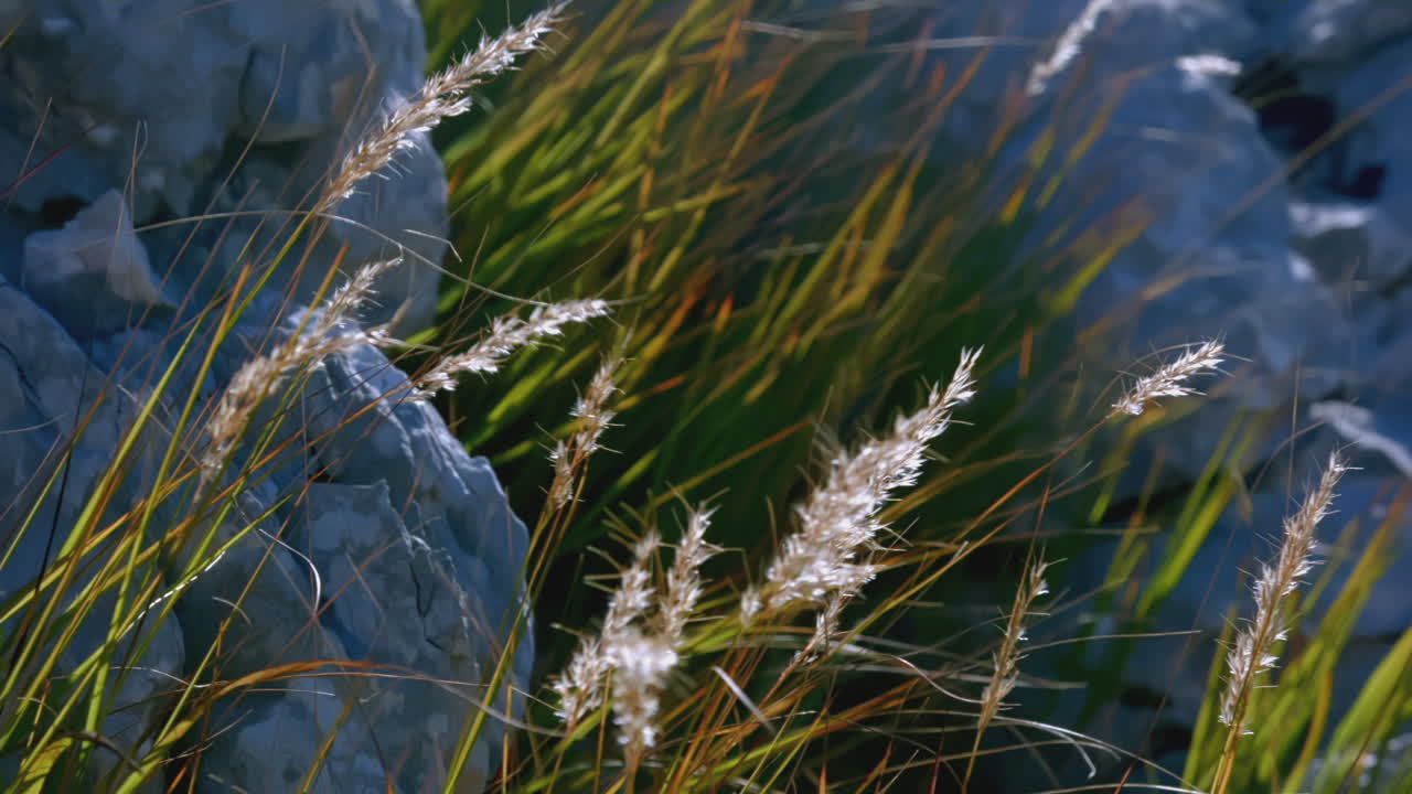 Windswept Grass and Rocks