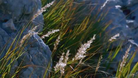 windswept grass and rocks