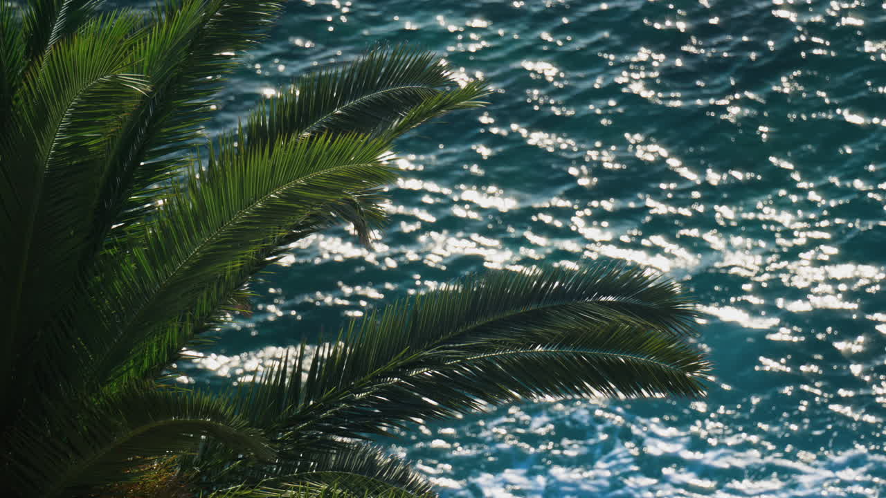 Palm tree branches moving in the wind above the sea on a sunny day