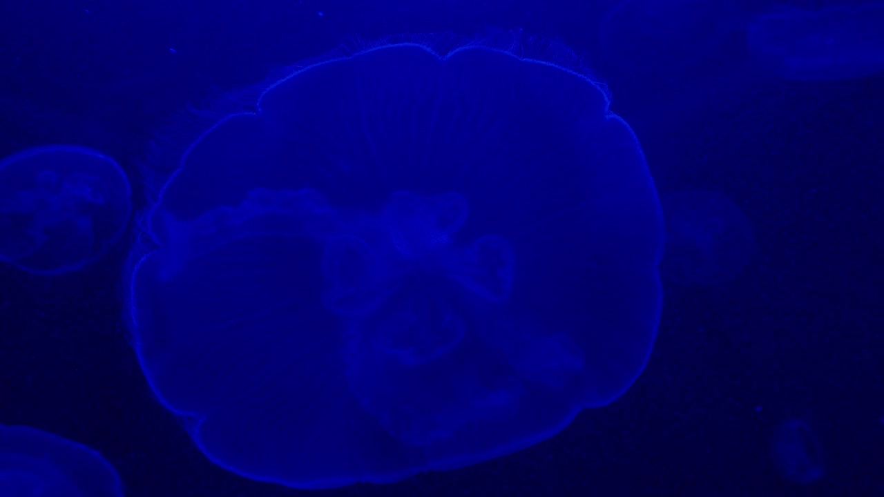 Meduse in acquario