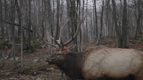 Bull-Elk-Bugling-While-Walking-In-Forest-During-Rut-Season-In-Parc-Omega,-Quebec,-Canada