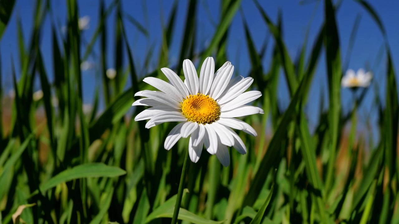 Single White Daisy Flower Swaying in Green Grass