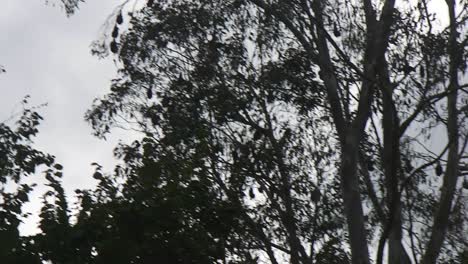 Bat-Flying-In-Slow-Motion-During-Daytime-Cloudy-Sky-Australia-Gippsland-Victoria-Maffra