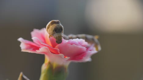 primer plano de gusano de seda caminando sobre una flor rosa