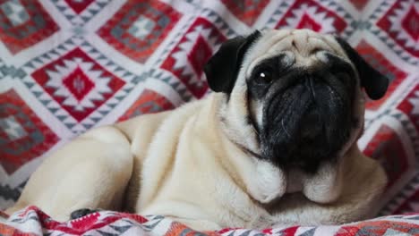 funny pug resting on a couch