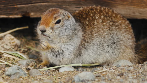 view of a feeding arctic ground squirrel - close up